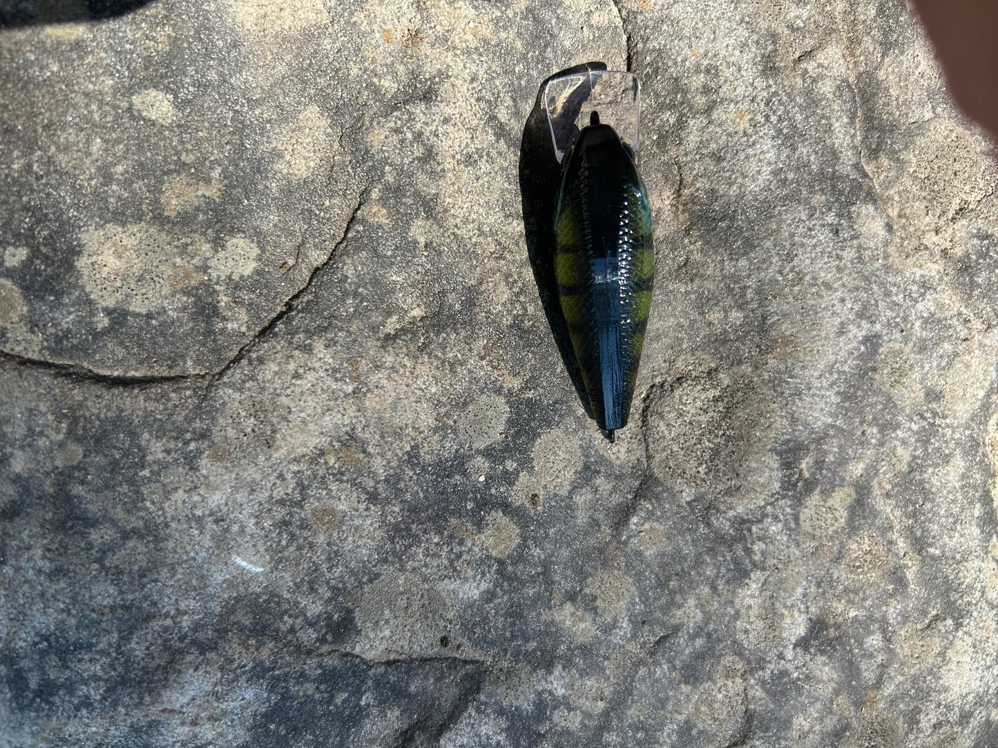 Perch 1.5 square bill