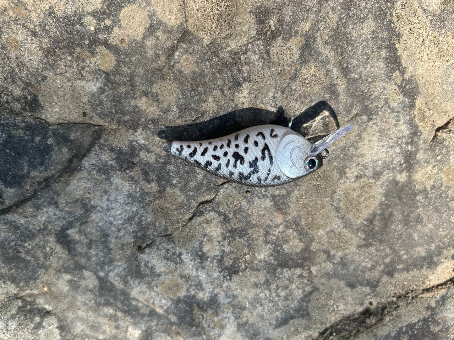 White crappie 1.5 square bill