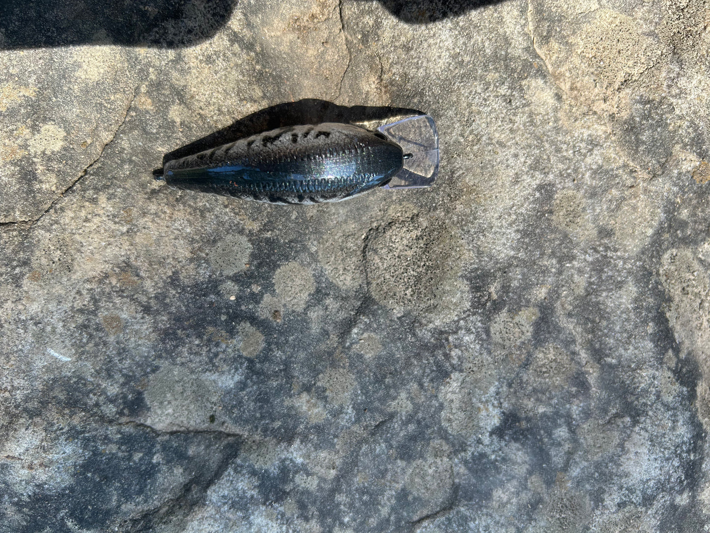 White crappie 1.5 square bill