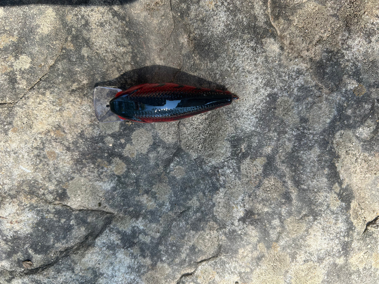 1.5 square bill Red craw V-2