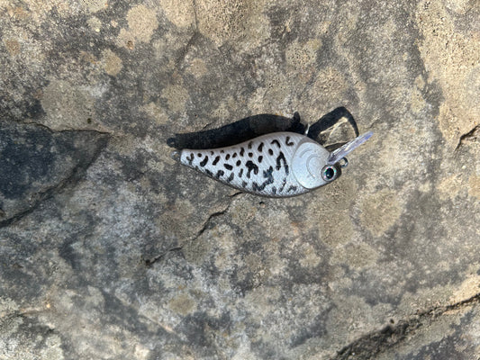 White crappie 1.5 square bill