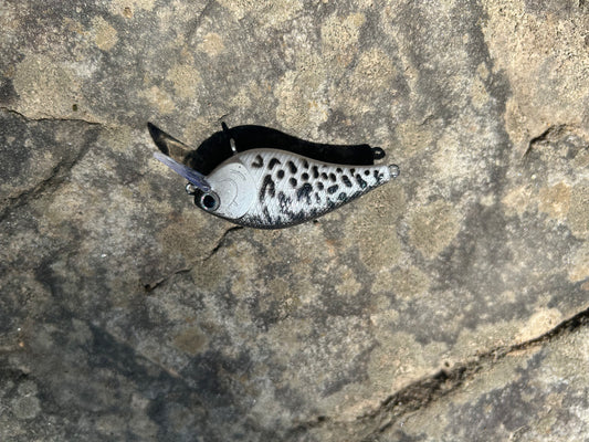 White crappie 1.5 square bill